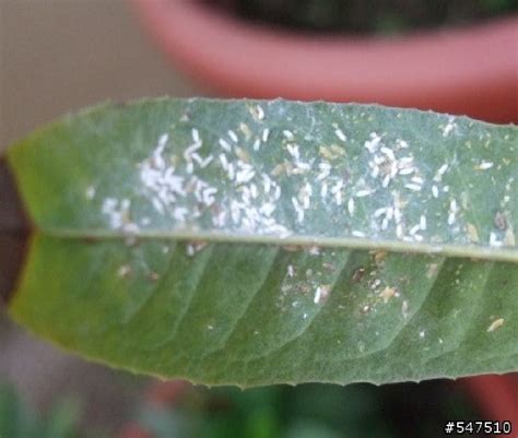 桂花介殼蟲|桂花樹種植有什麼蟲害要防？這些害蟲來了怎麼辦，一招制服它。